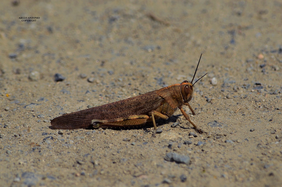 Anacridium aegyptium