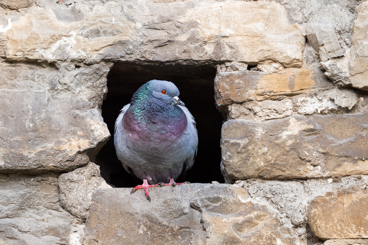 Pigeon rock pigeon (Columba livia)