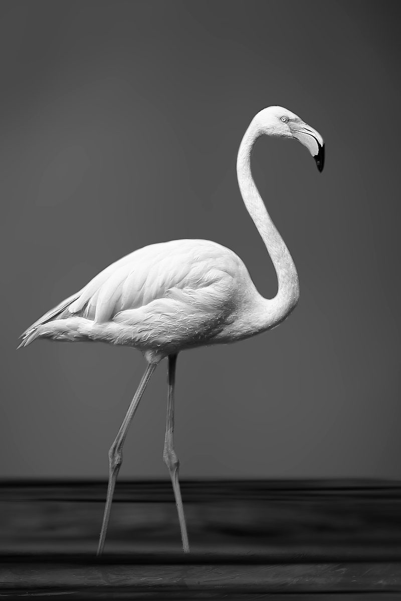 Flamingo ... Grey !!!