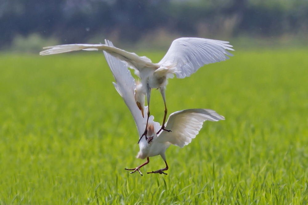 Guardabuoi:           Sopra Io