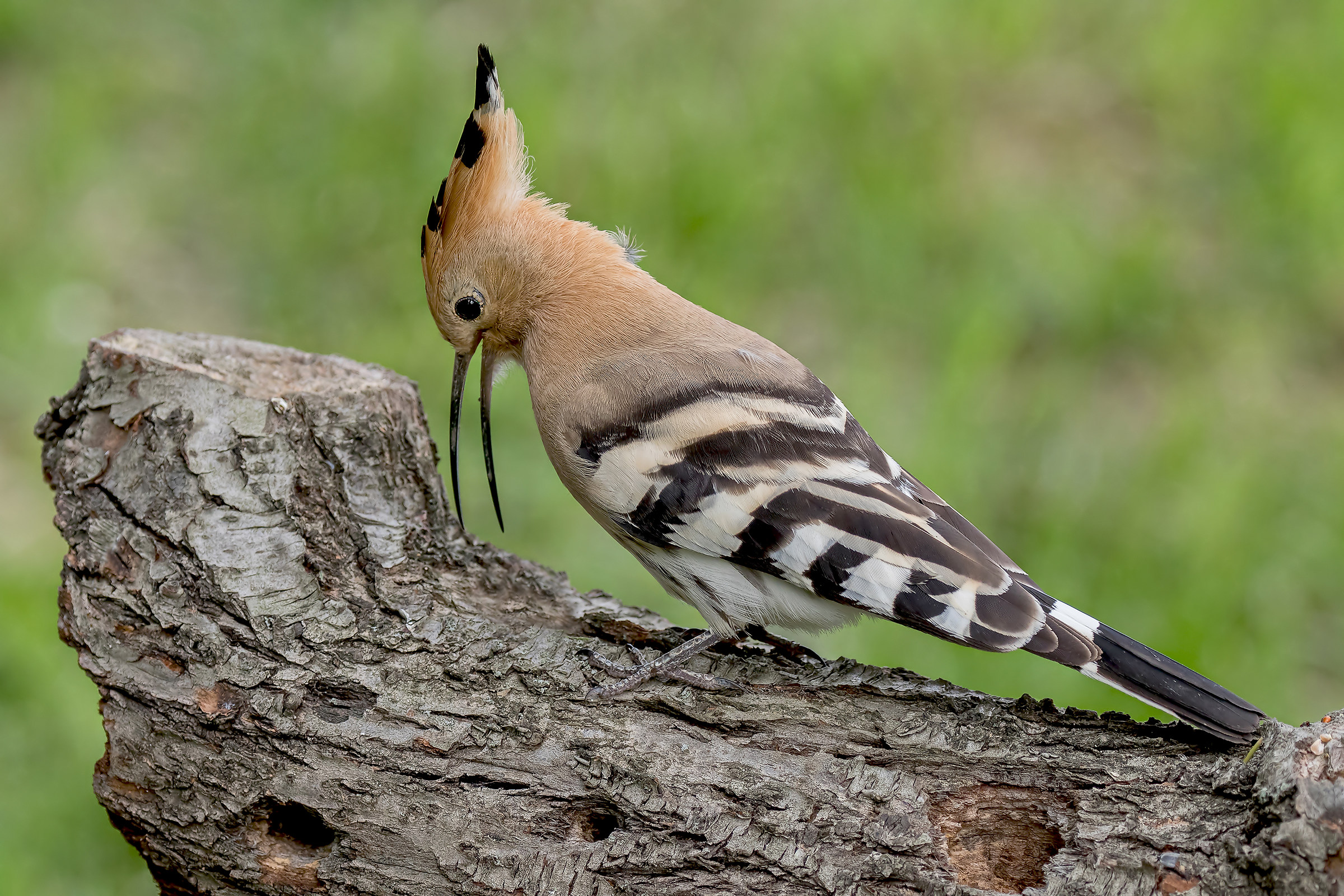 Hoopoe