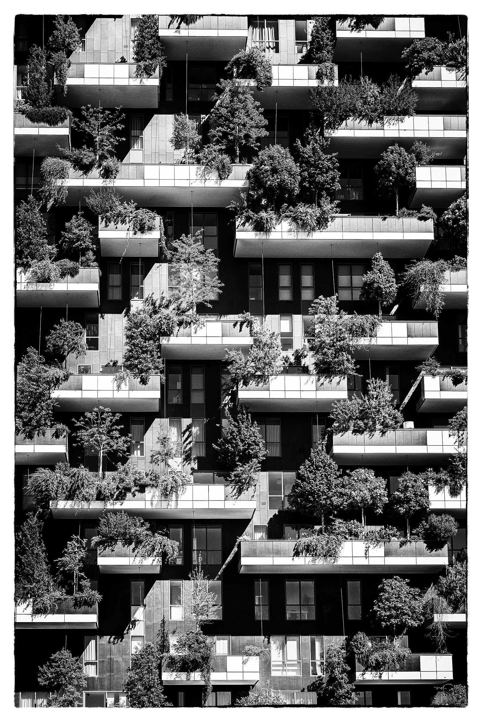 The vertical forest in Milan Porta Nuova