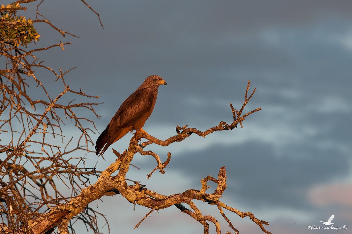 black kite