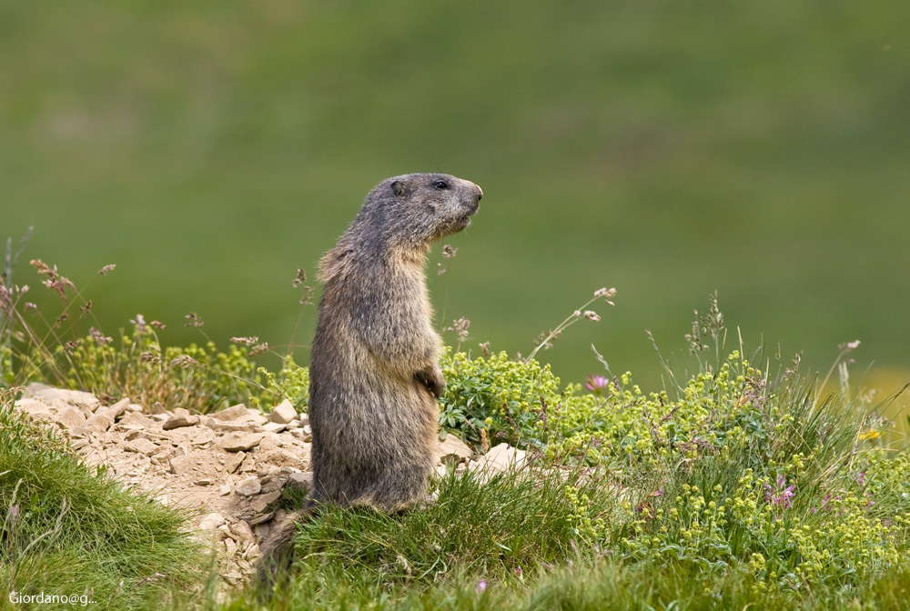 "Marmot of Mount Cimon"