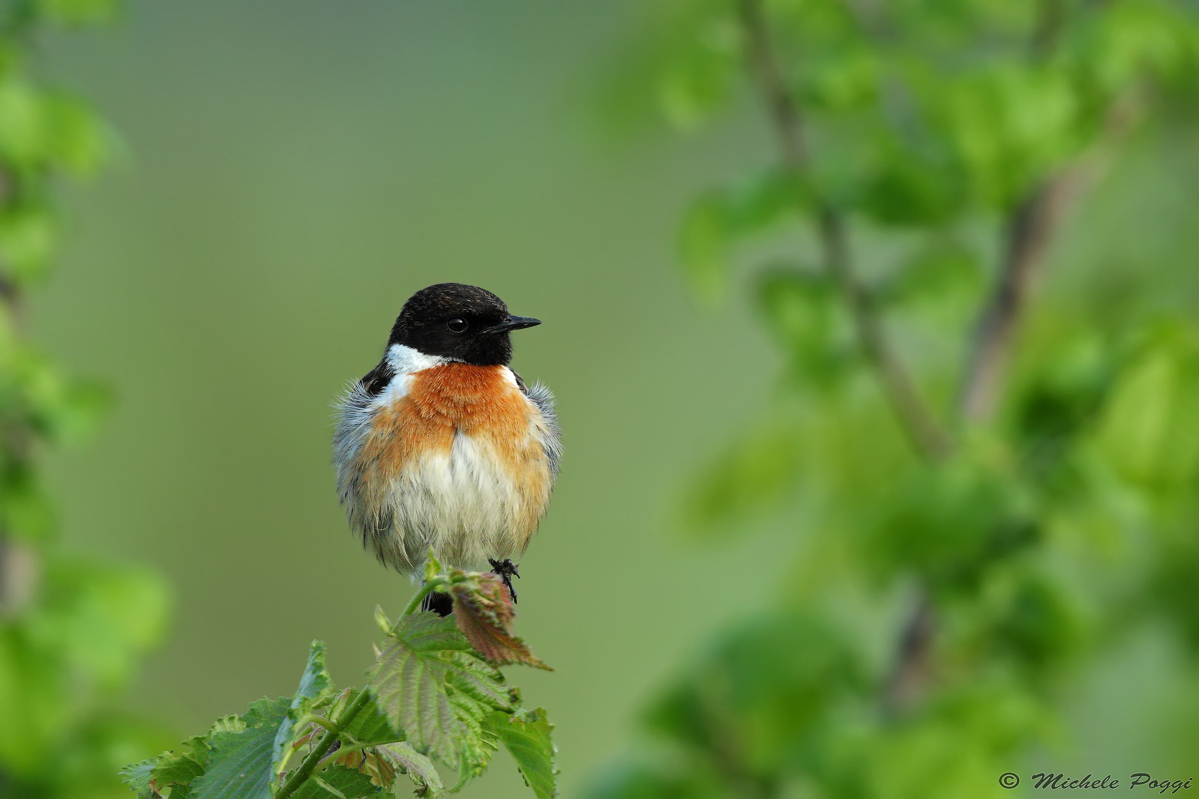 stonechat