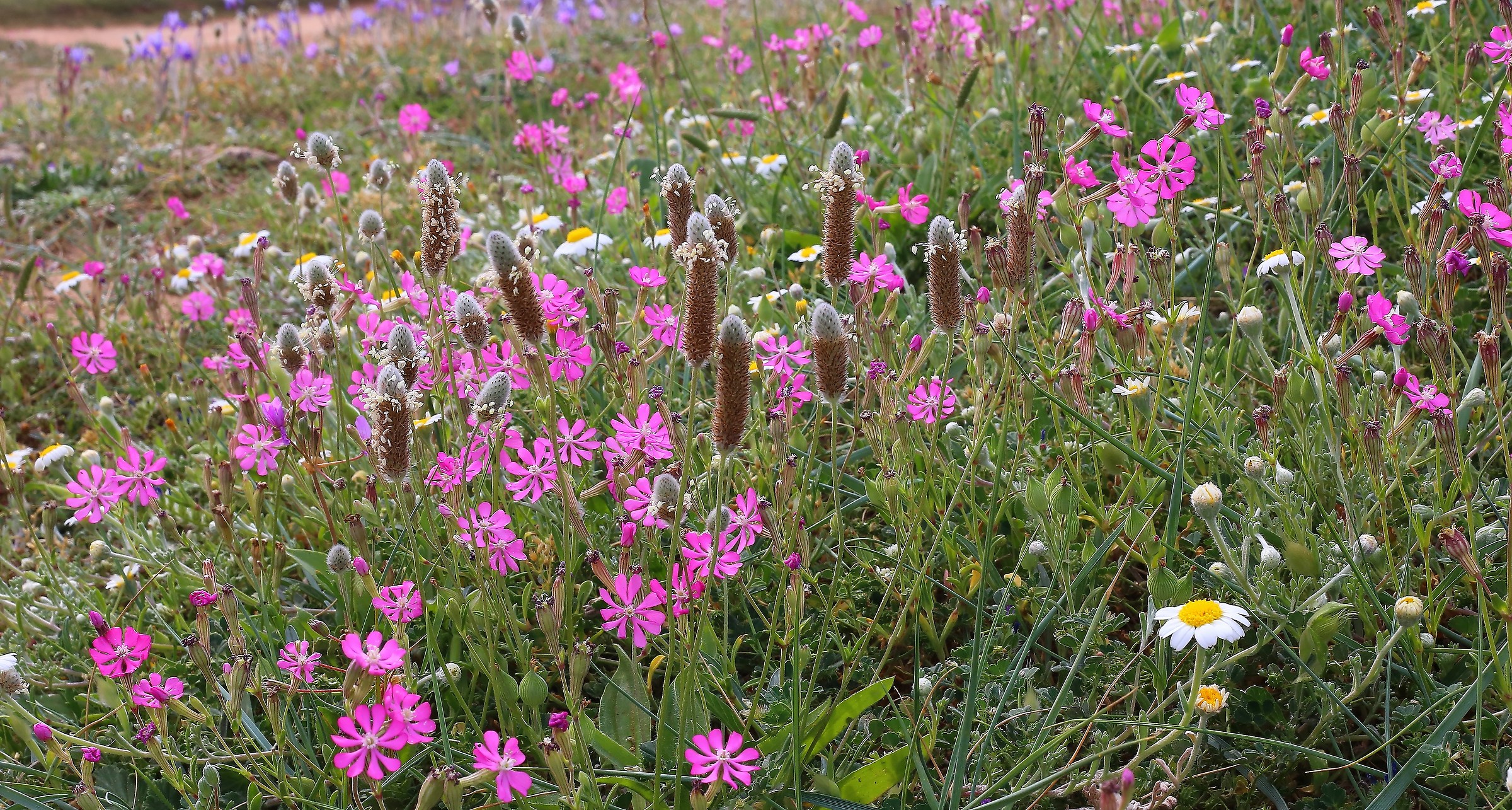 the lawn marine flowery