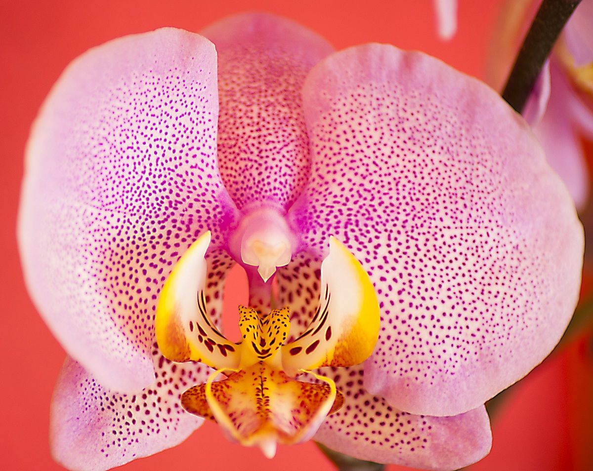 orchidea