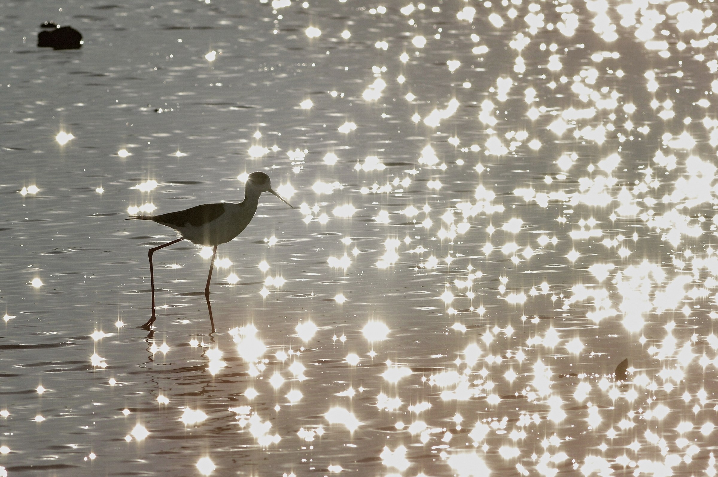 Due passi con il Cavaliere