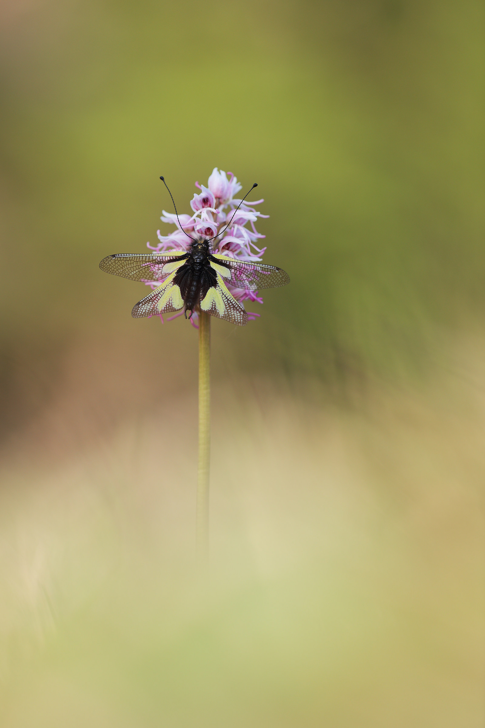 Libelloides coccajus su Orchis simia