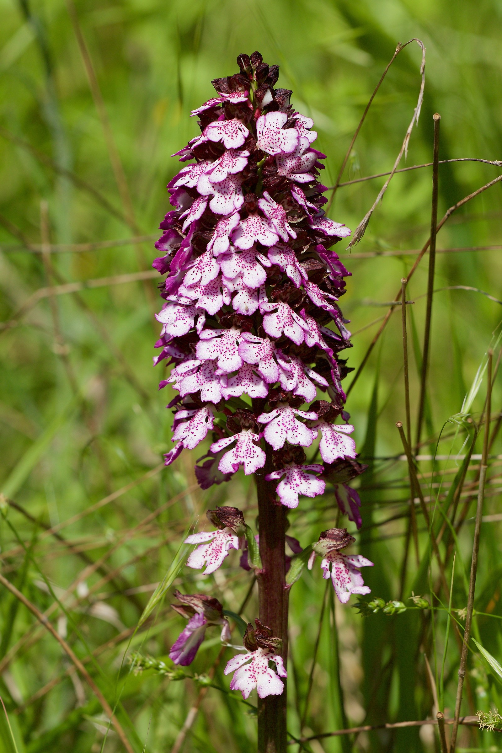 Orchidea Purpurea