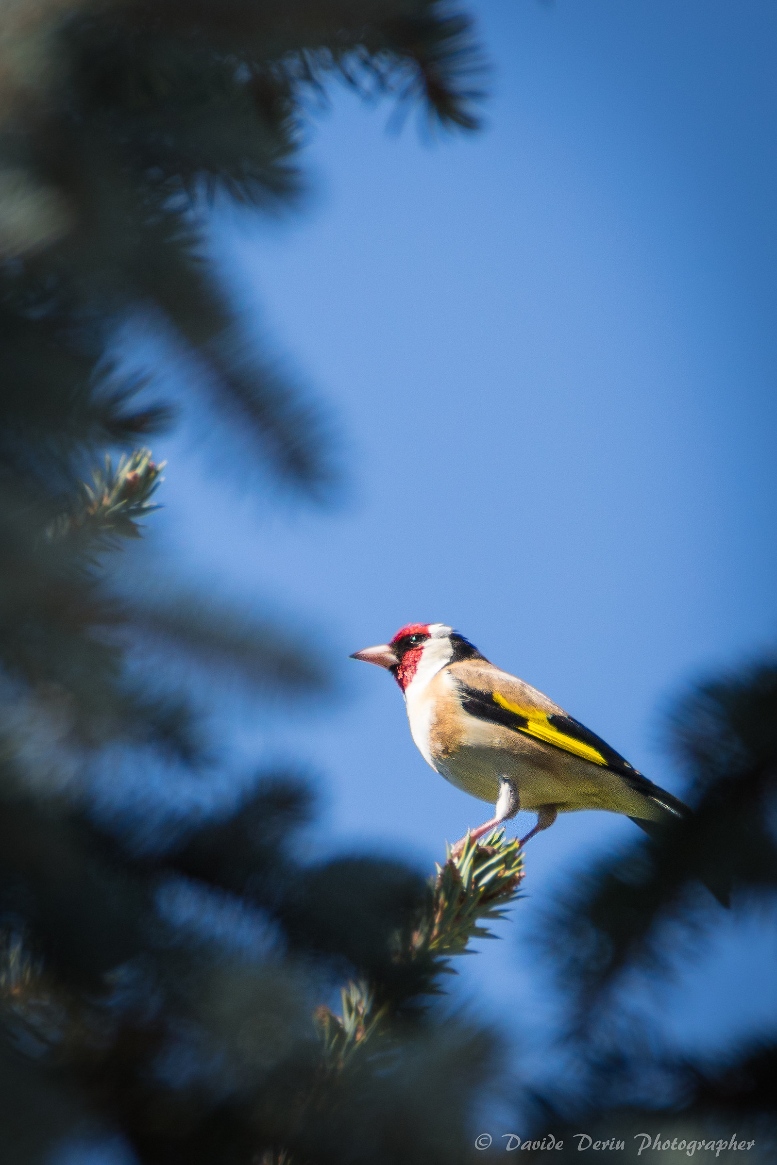 Goldfinch in front of the house