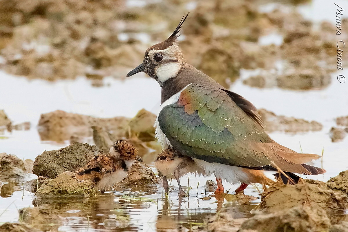 Lapwing with chicks. mimicry