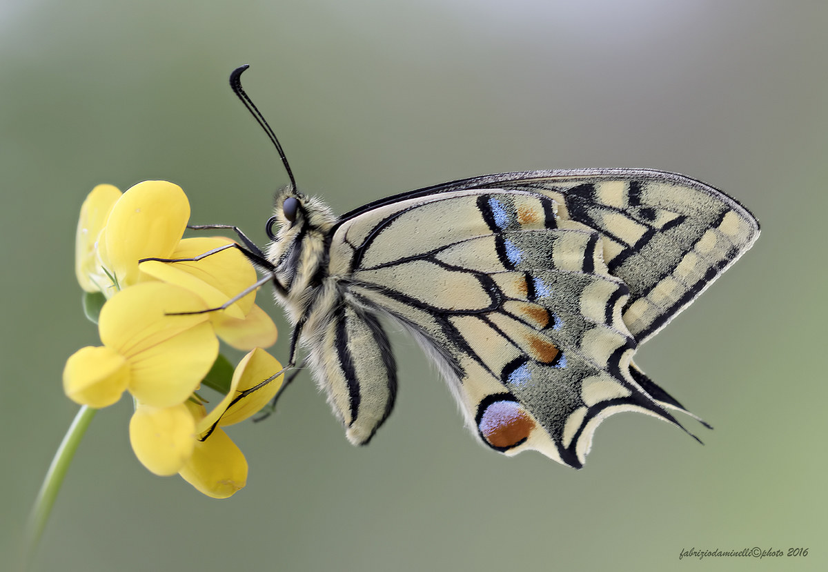 Papilio machaon - Linnaeus 1758 in nature