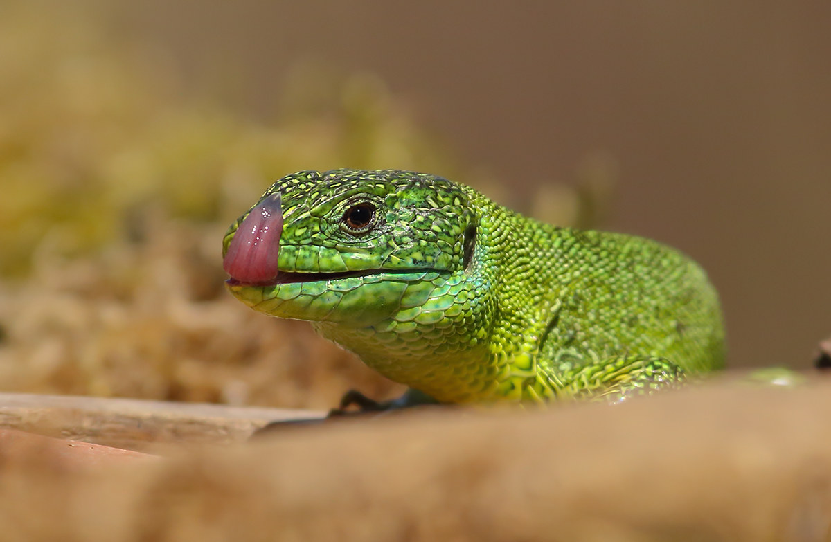 Green lizard (Lacerta virdis)