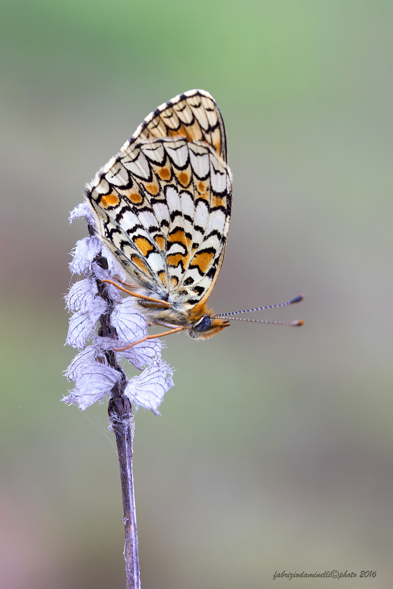 Melitaea phoebe - Denis & Schiffermüller, 1775