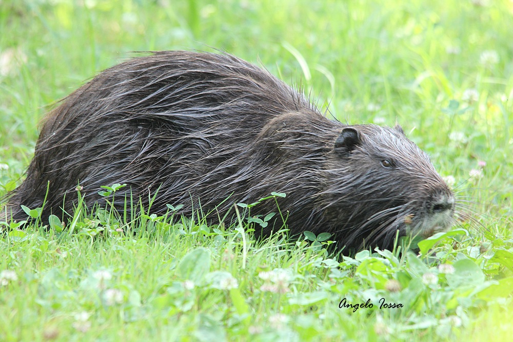 Nutria