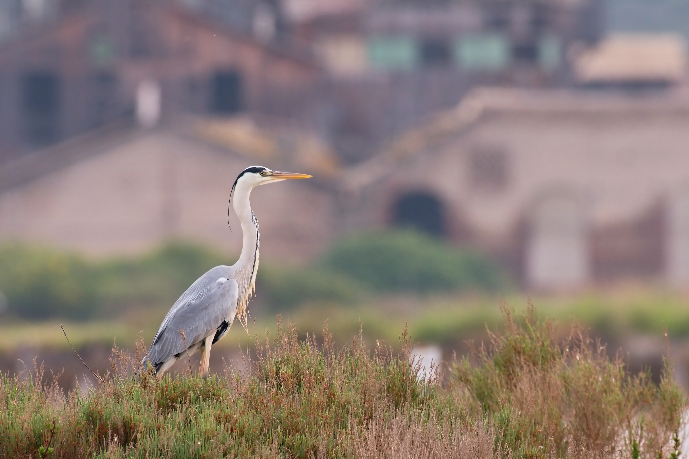 The Heron and Industrial Archaeology