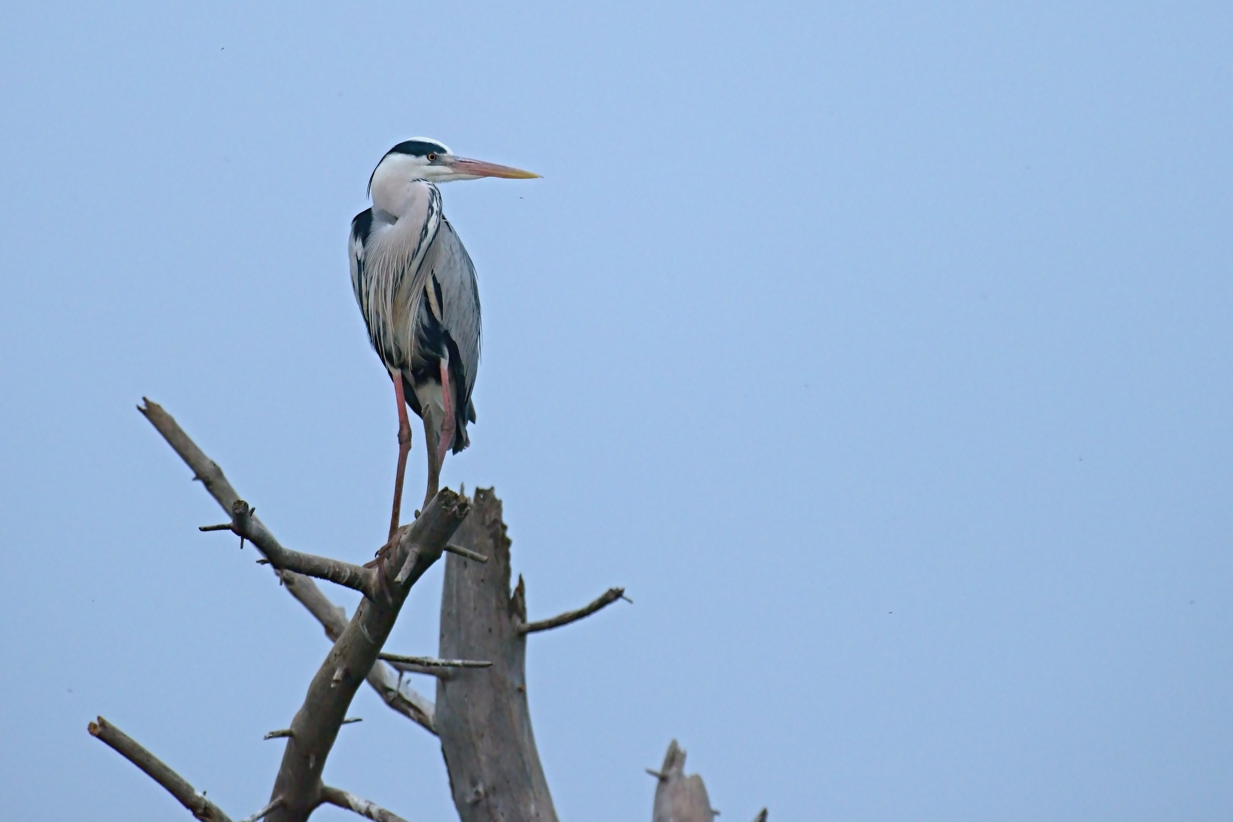 Grey Heron