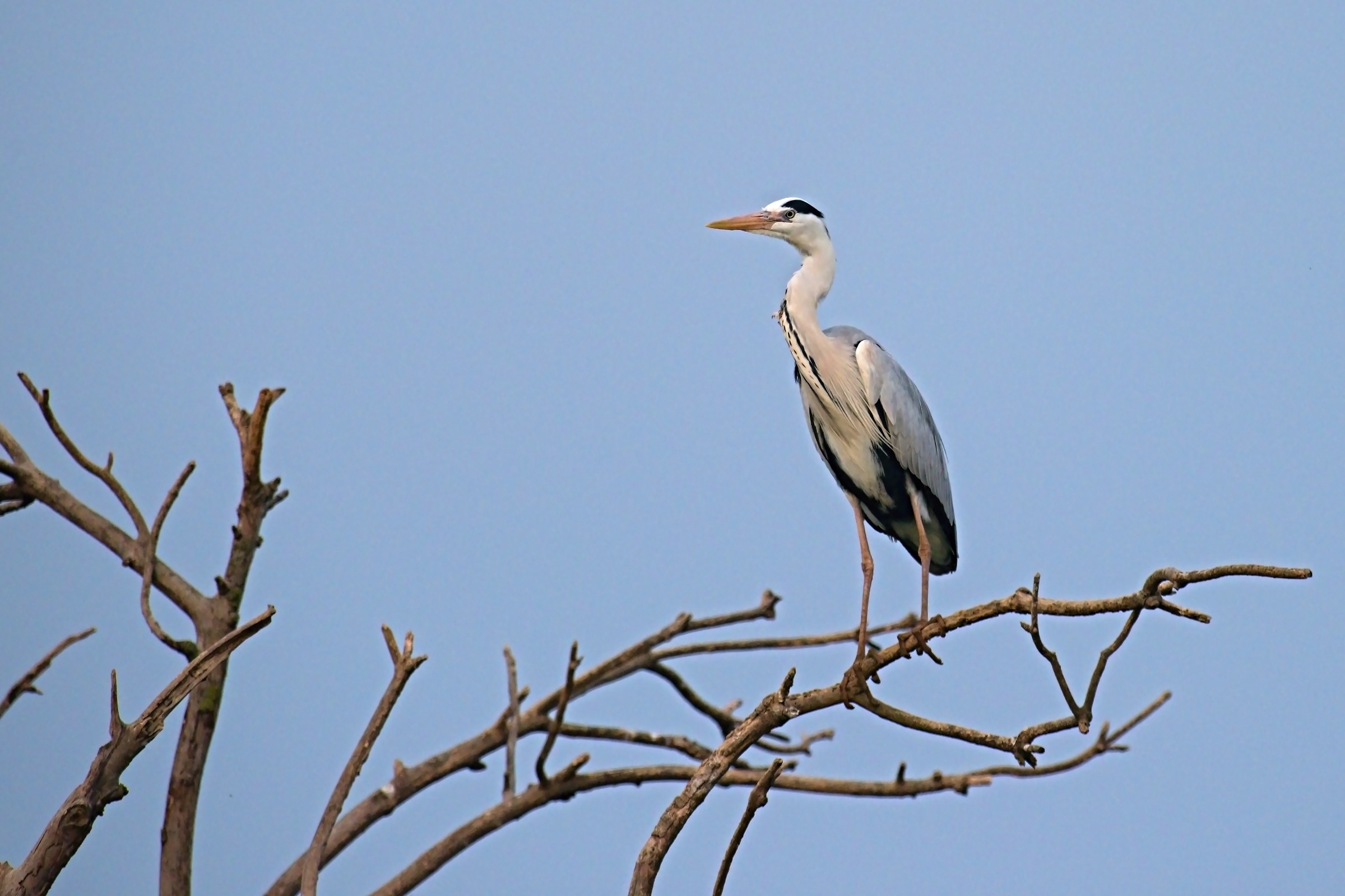 Grey Heron