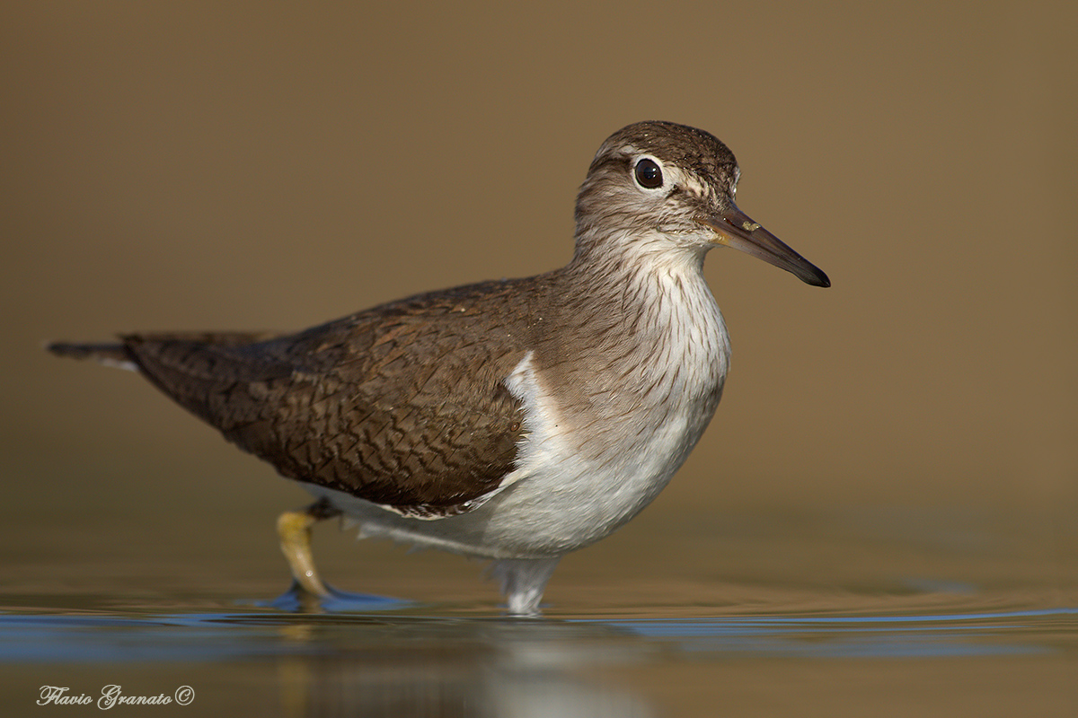 sandpiper