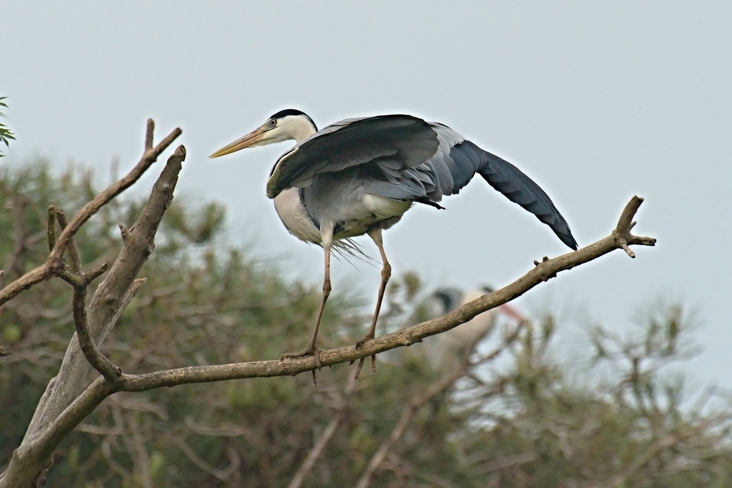 Grey Heron