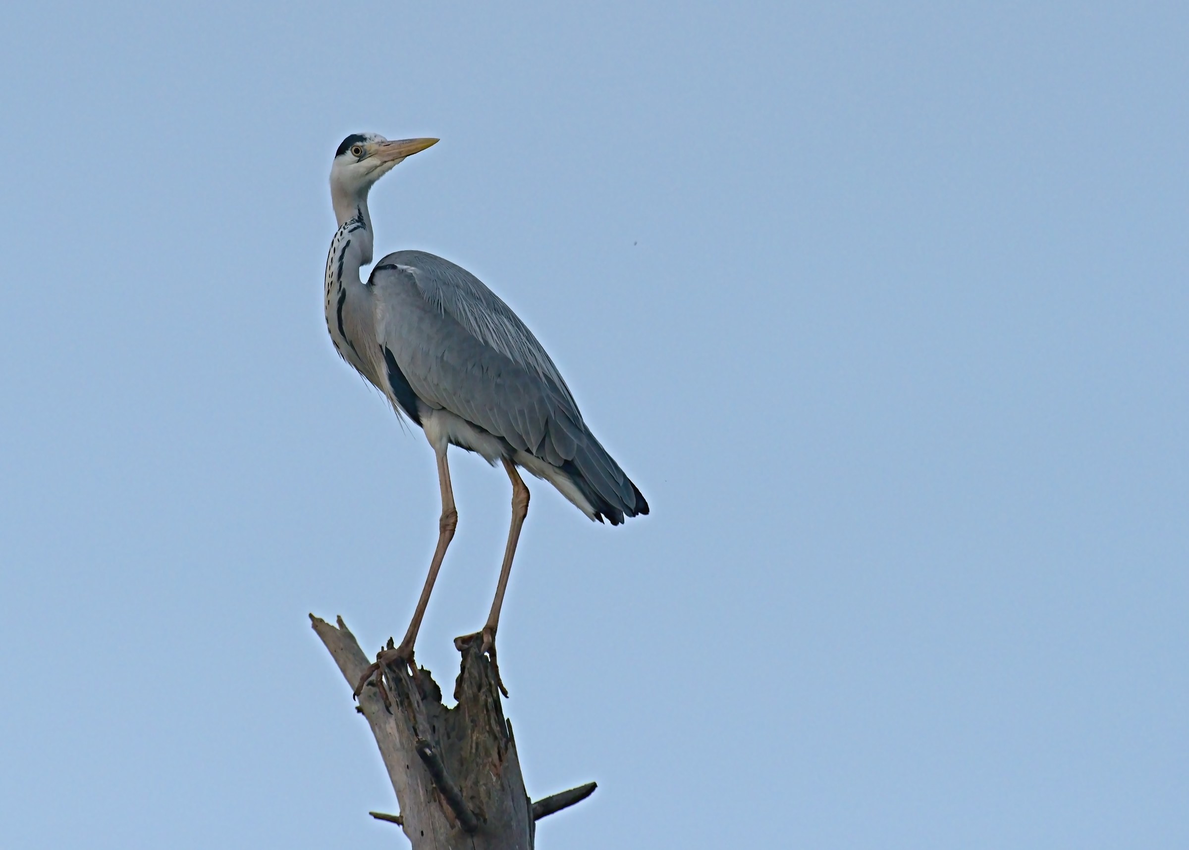 Have such neck rm ...