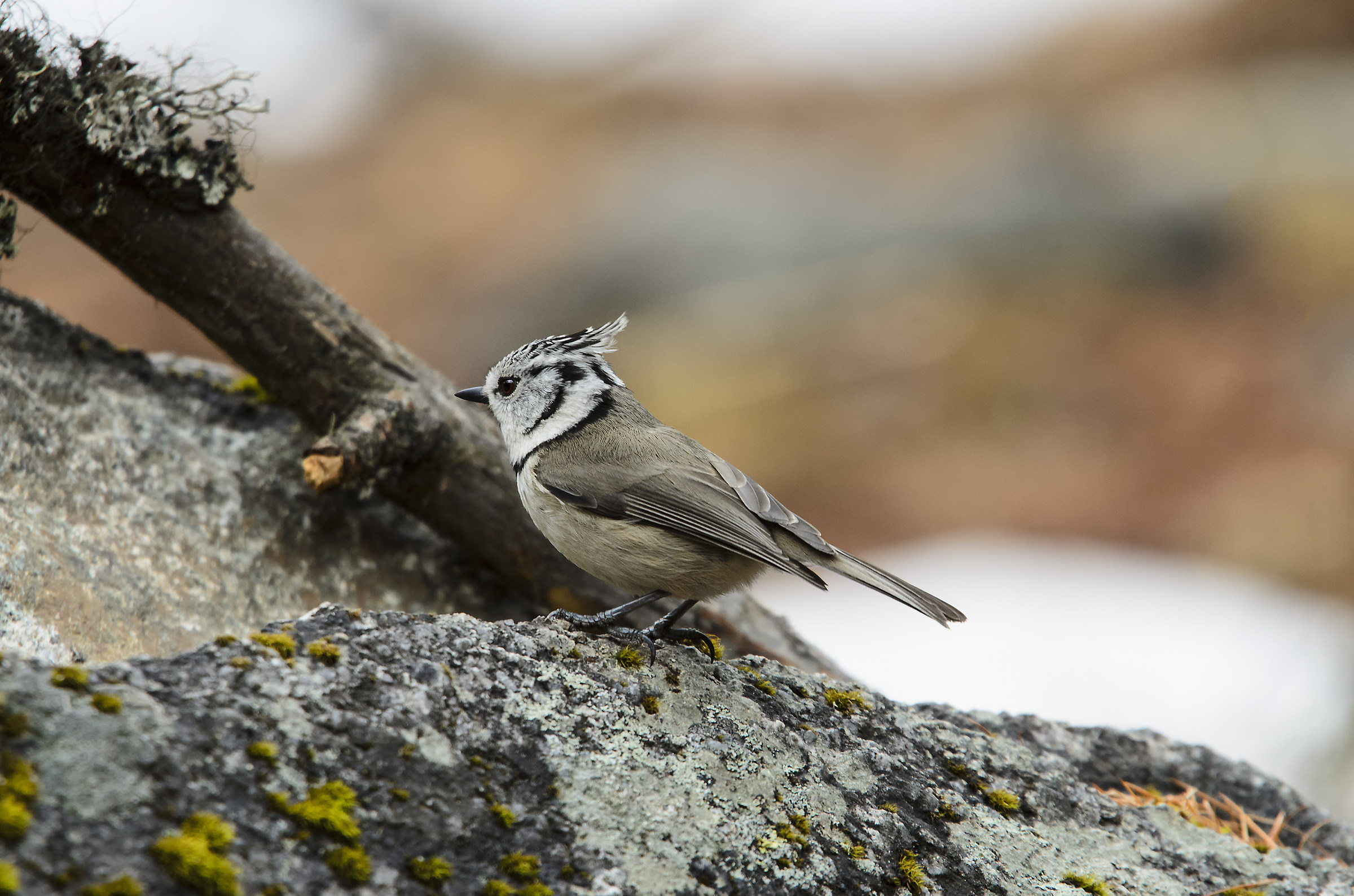 cincia dal ciuffo lophophanes cristatus