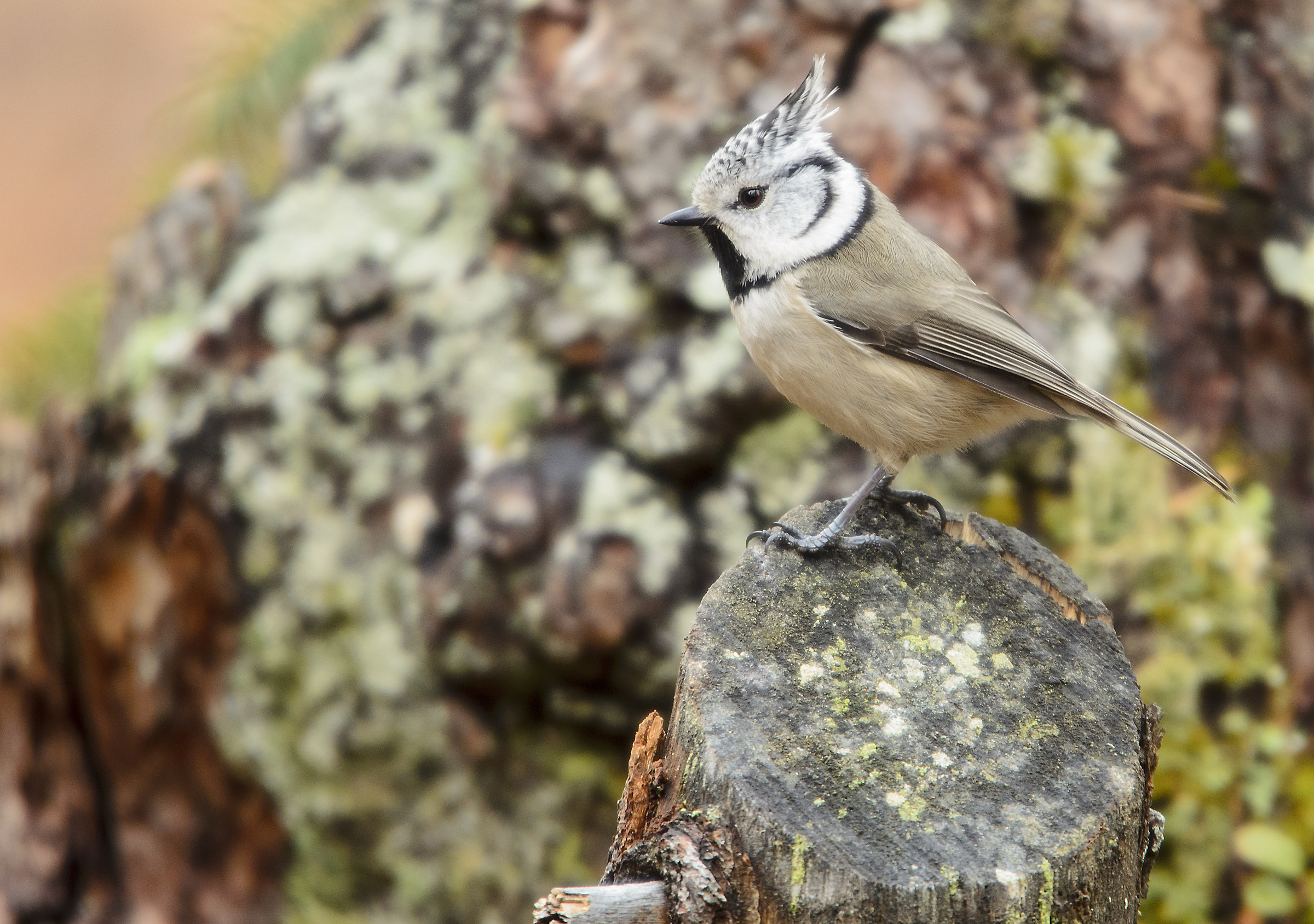 tit Lophophanes clump cristatus