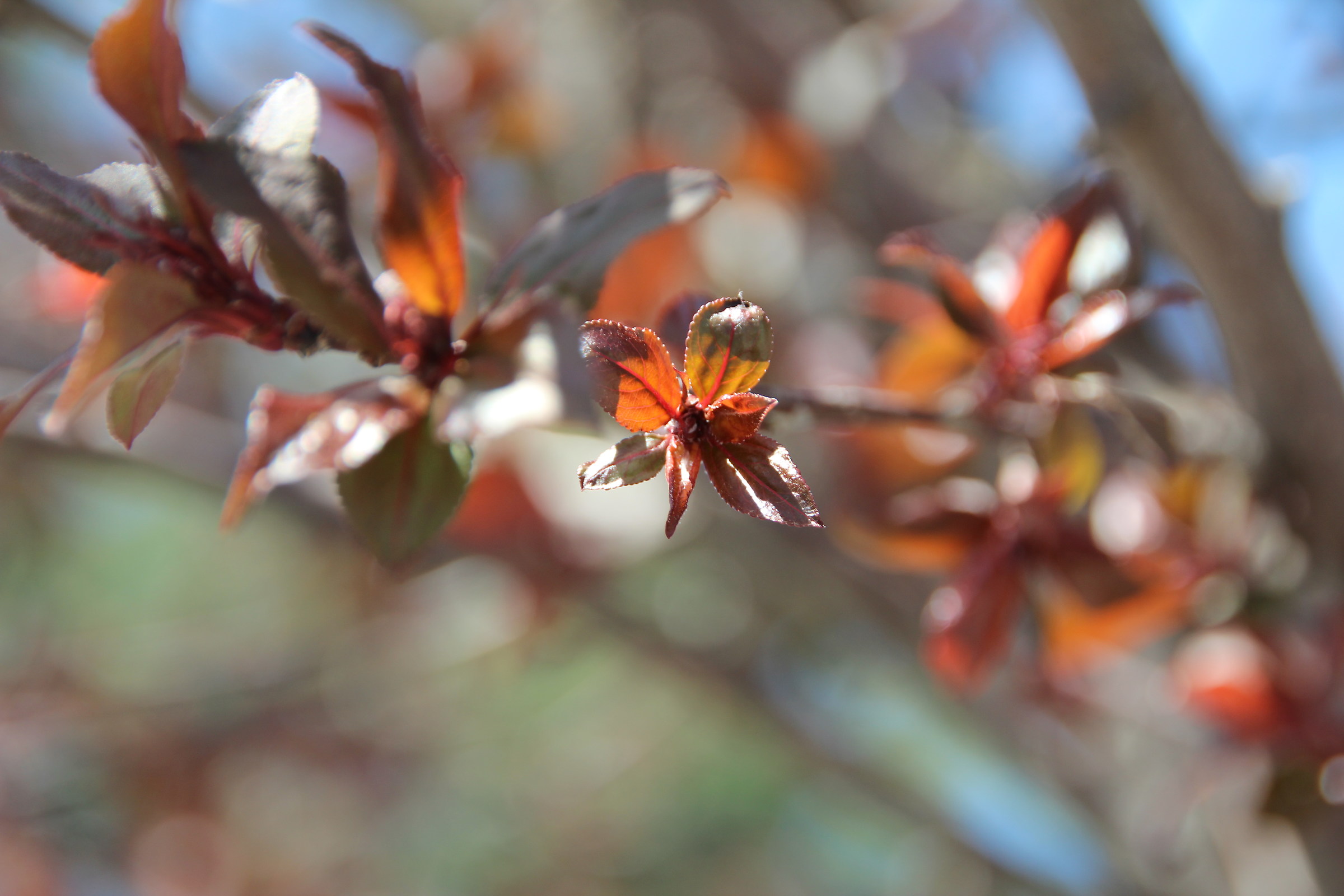 Tenera è la piccola Foglia...