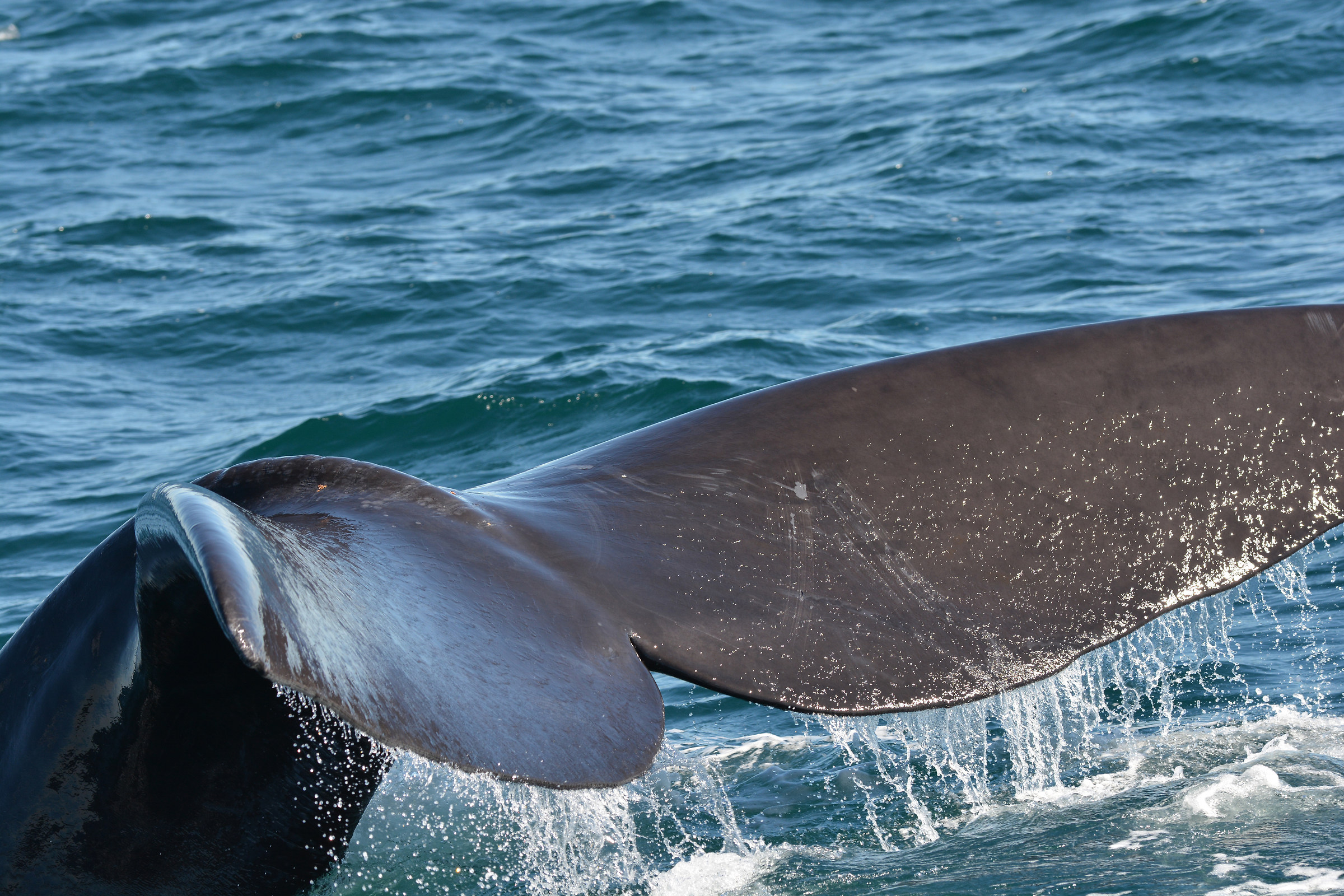 Patagonia - whale watching