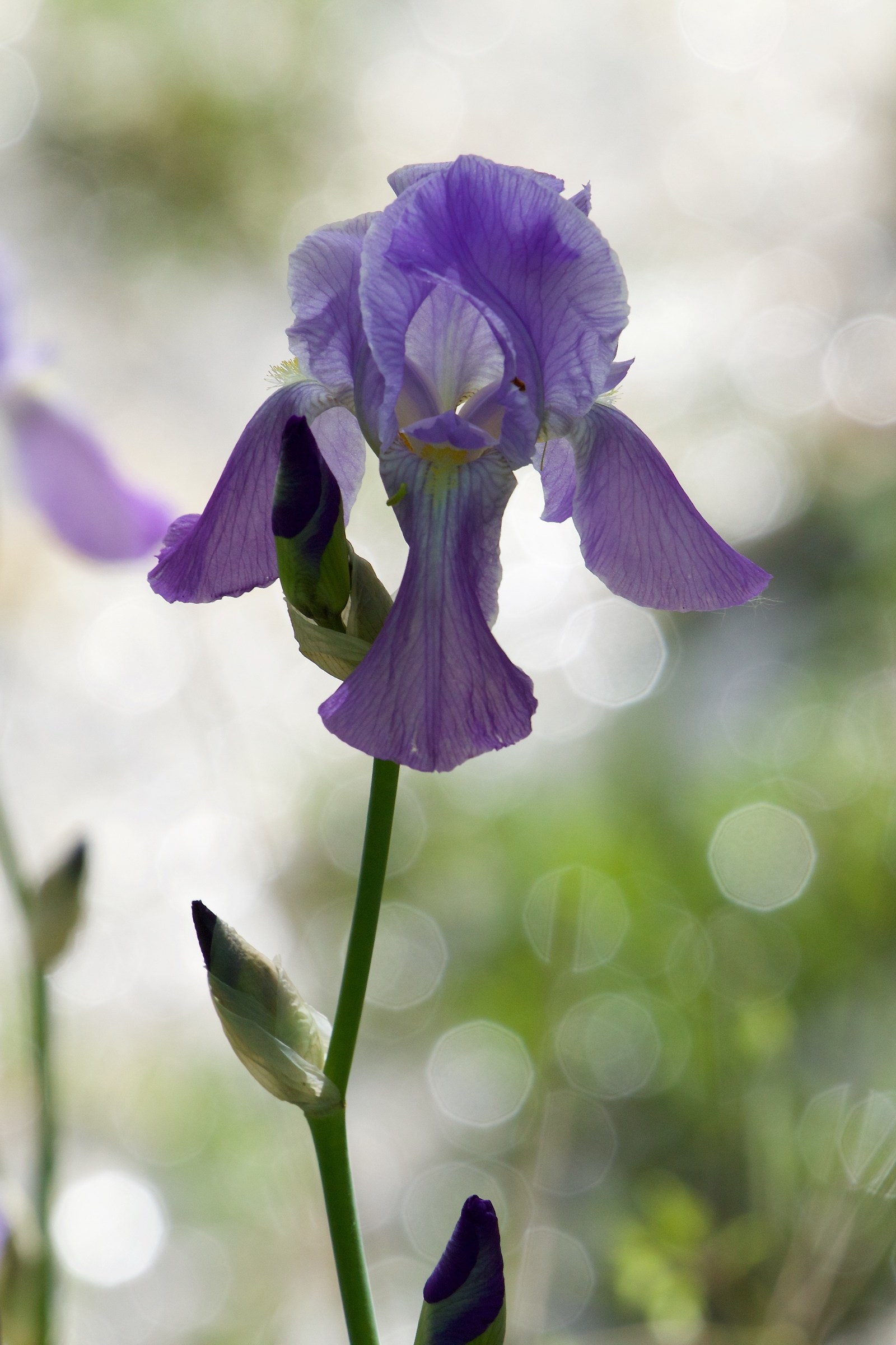 Iris Germanica - Giaggiolo