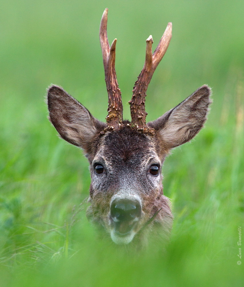 Ritratto di un capriolo chiacchierone