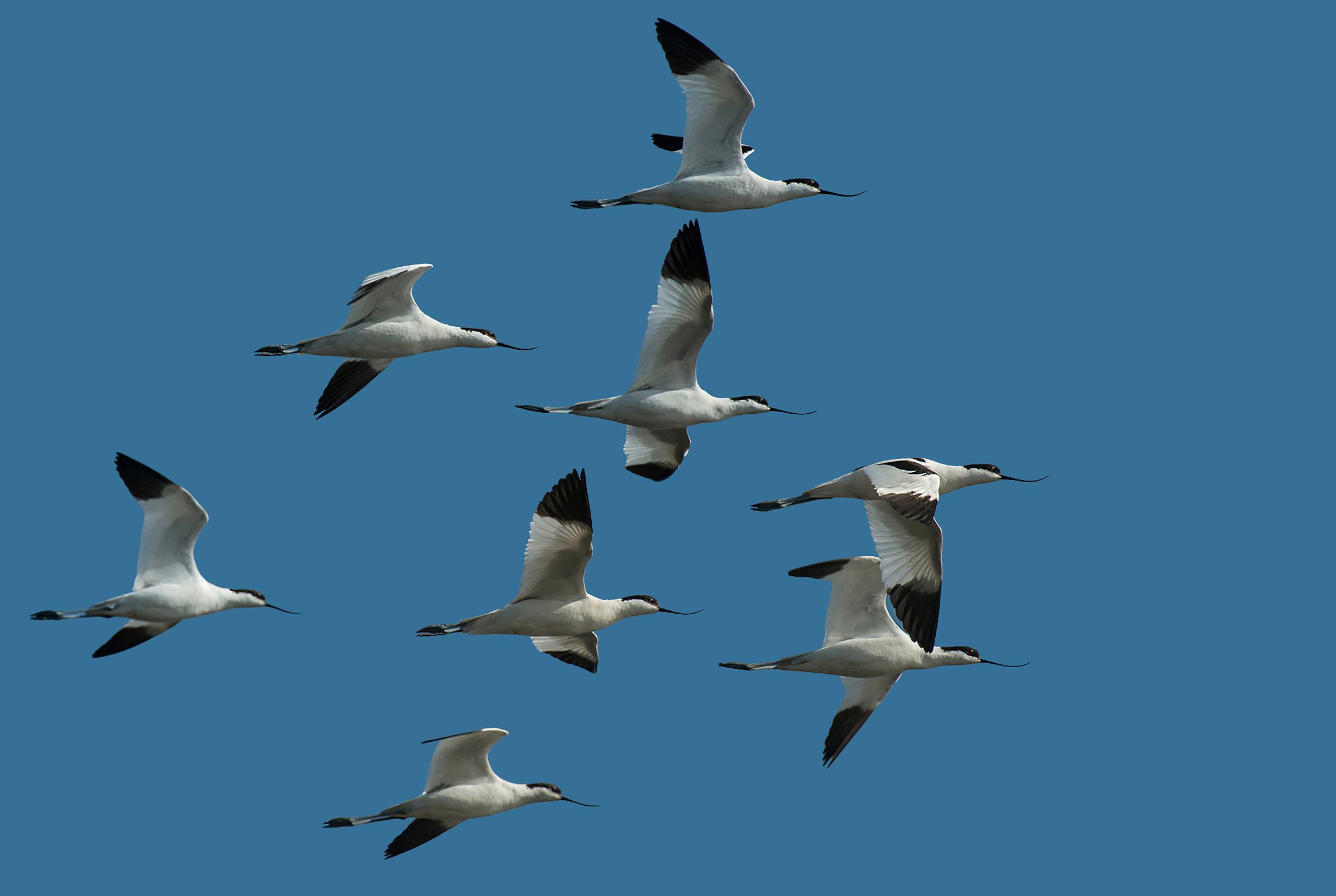 avocette