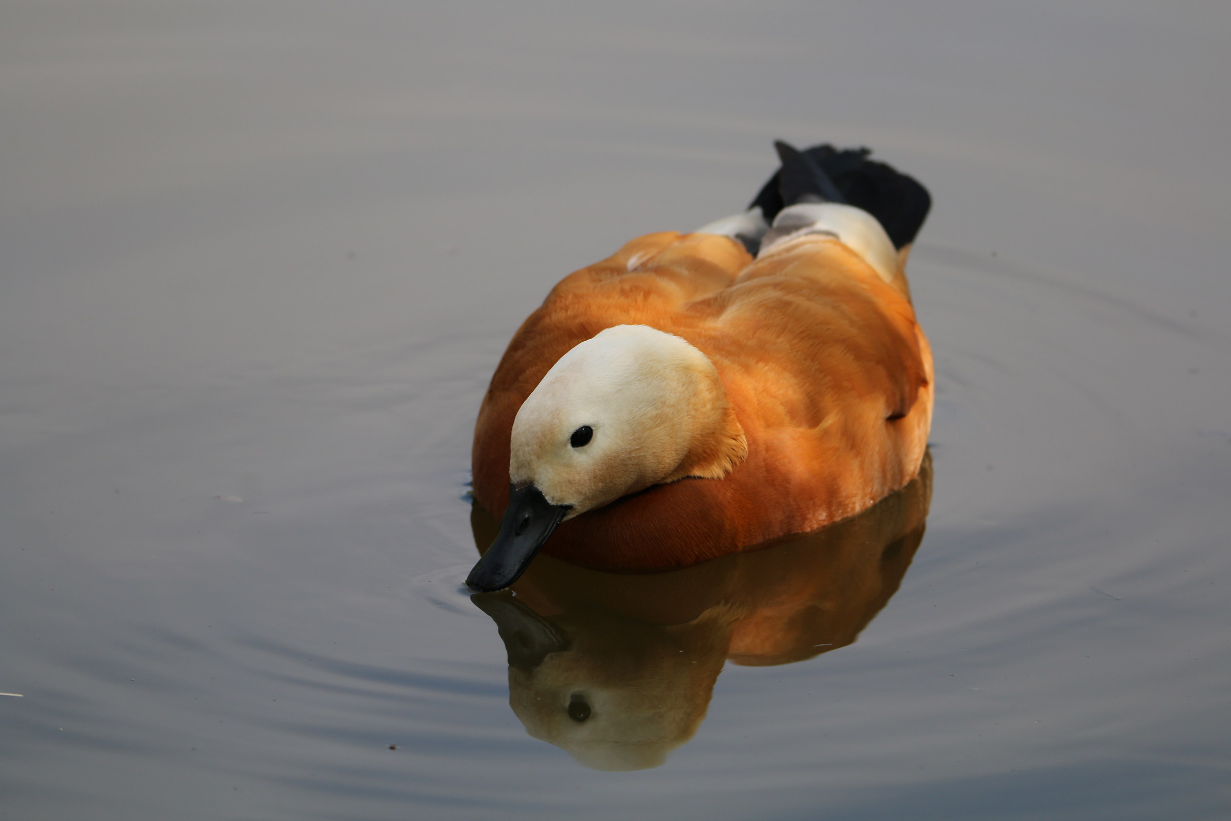 shelduck
