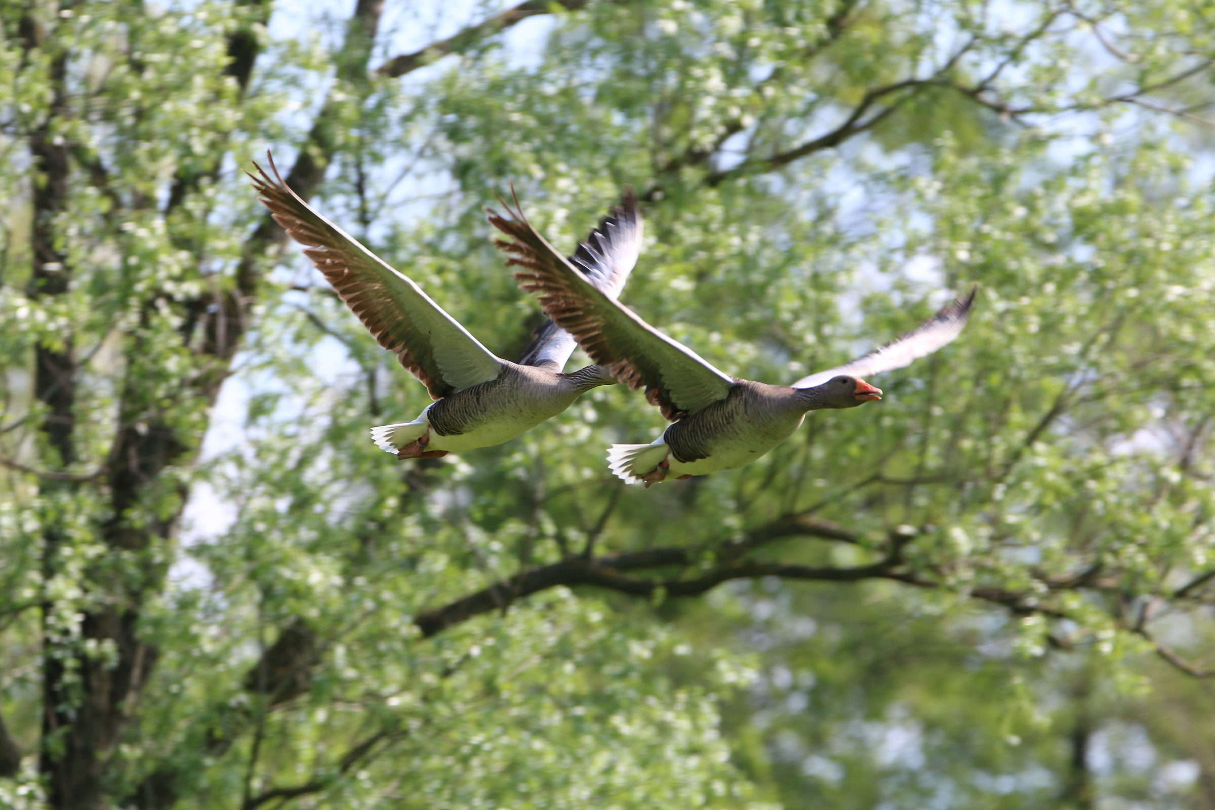 Geese on the Range