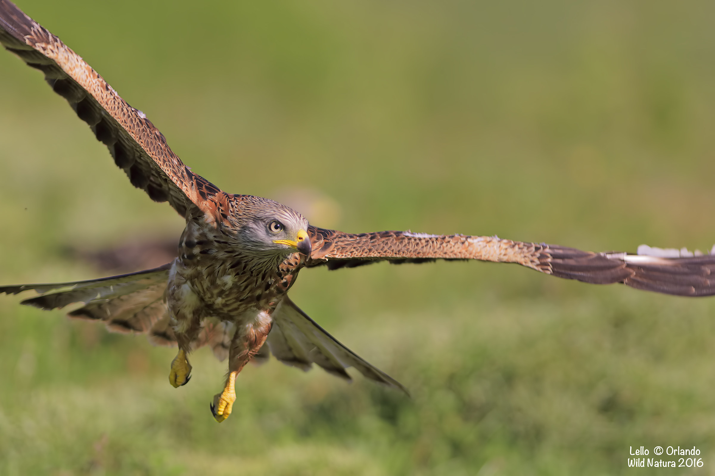 Nibbio Reale a volo!!!