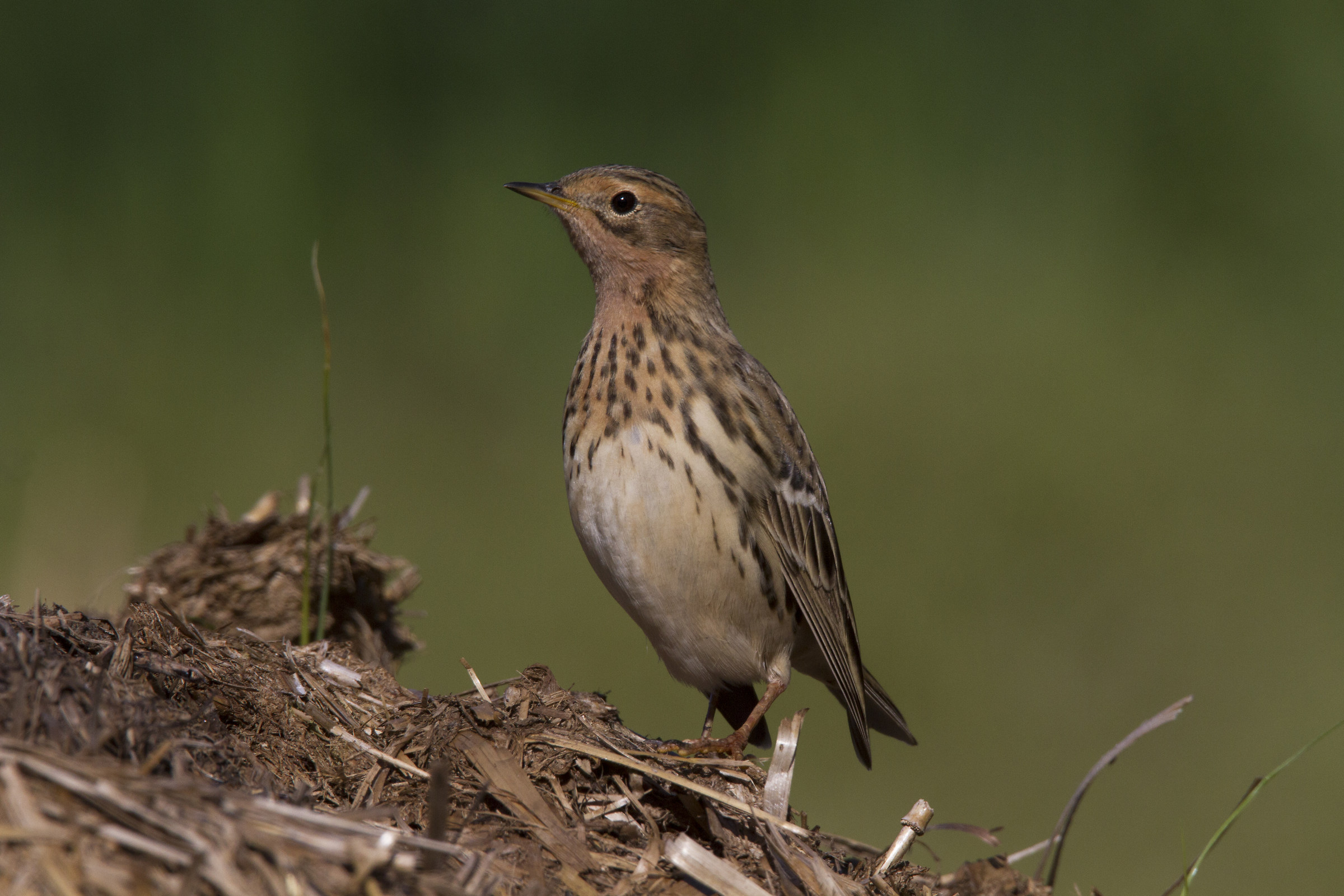 Red-throated Pipit