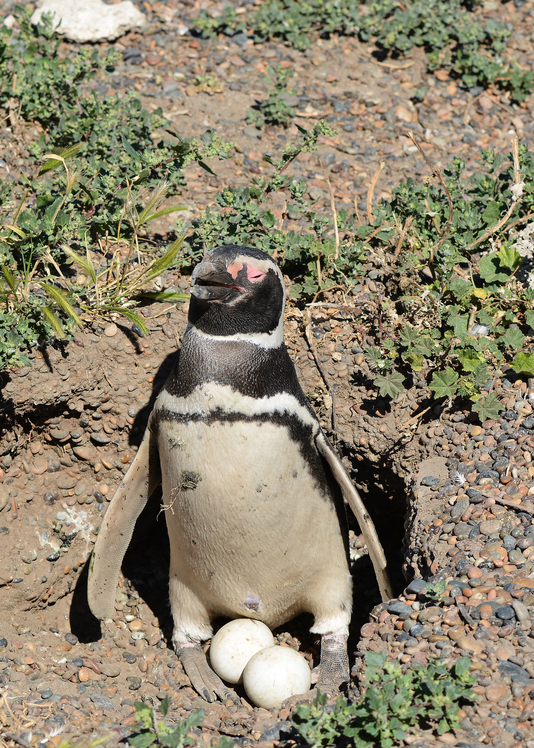 Patagonia - Il custode