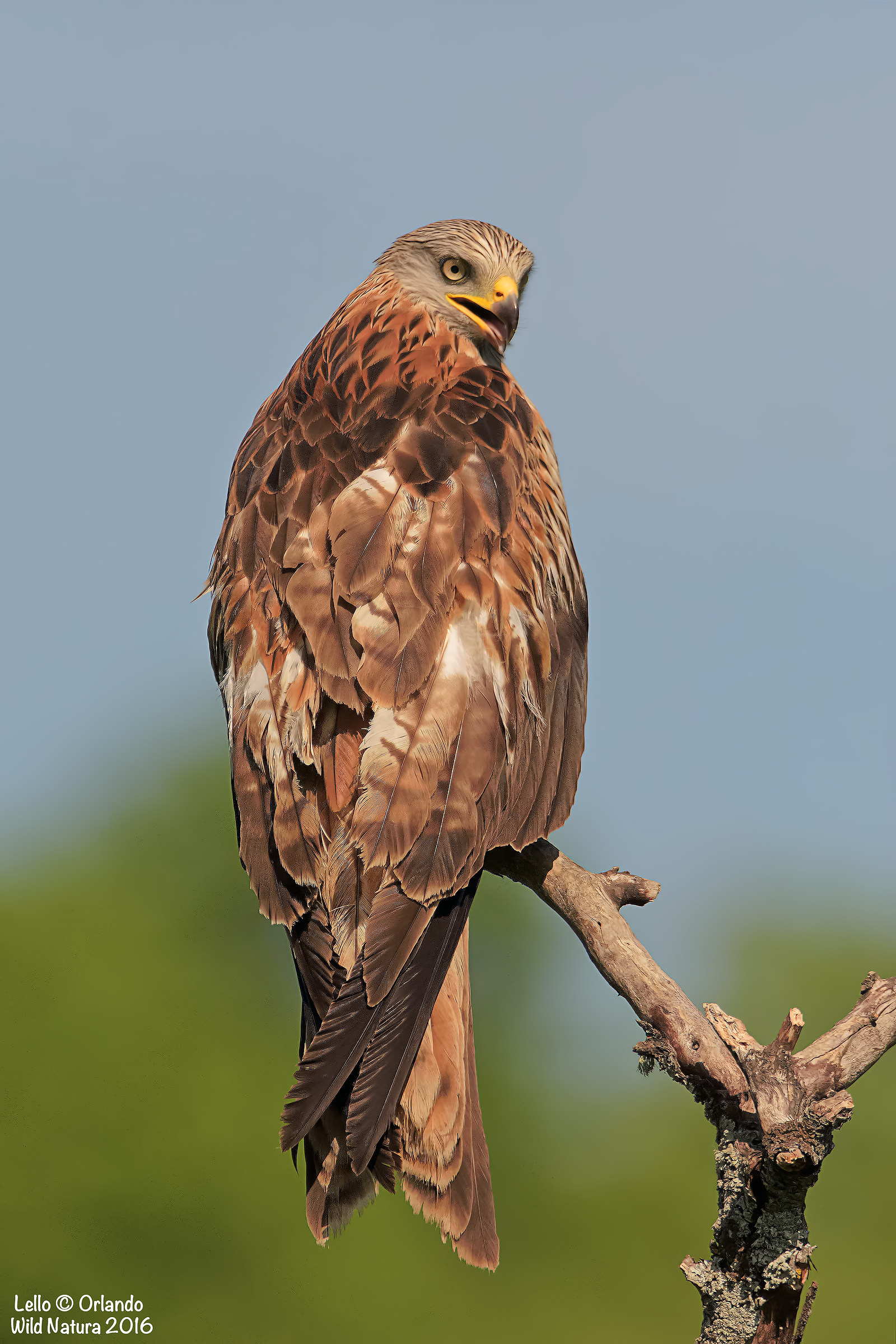 Nibbio Reale in Posa!!!