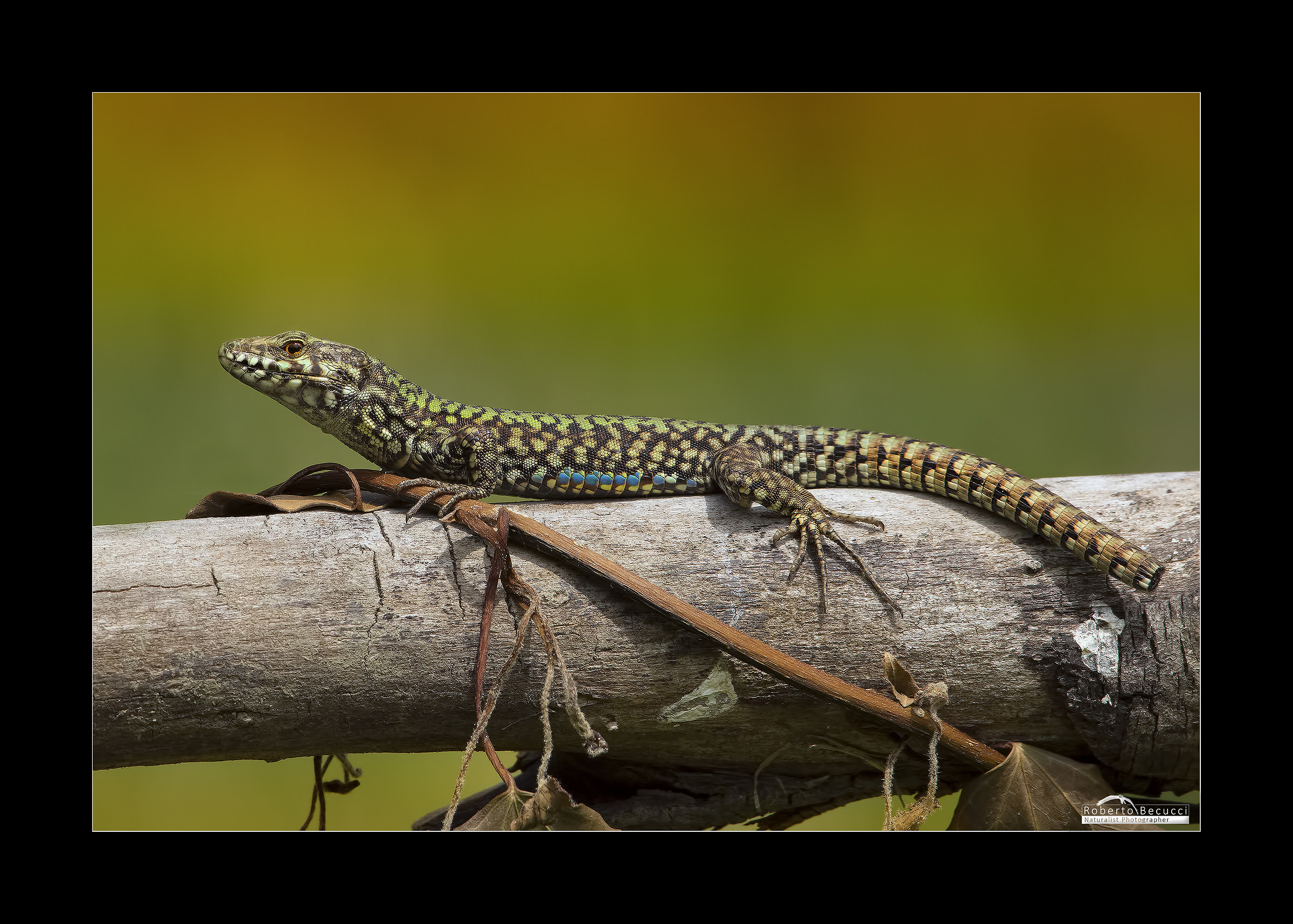 Simple lizard (Nikon D7200)
