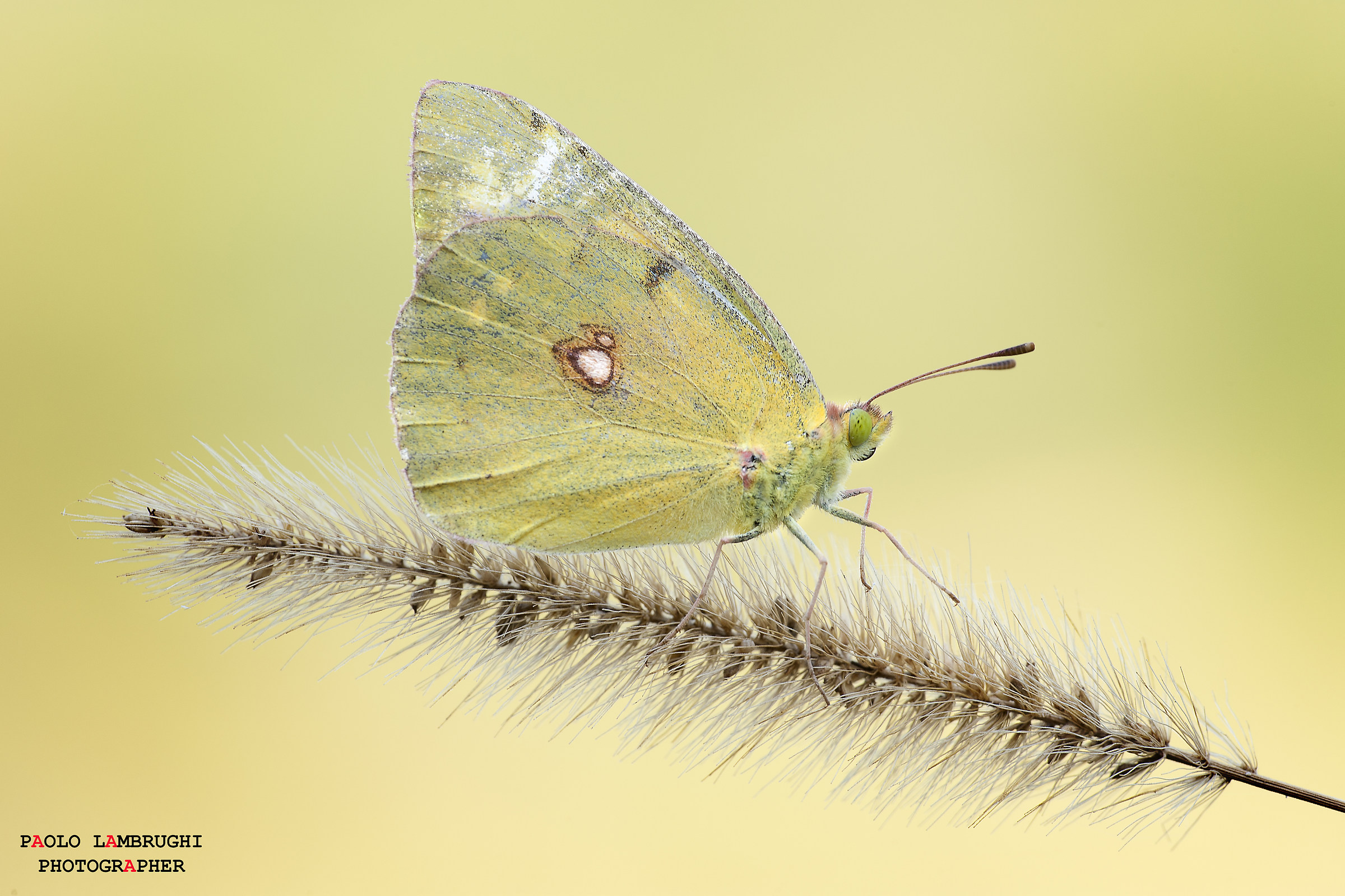 Colias
