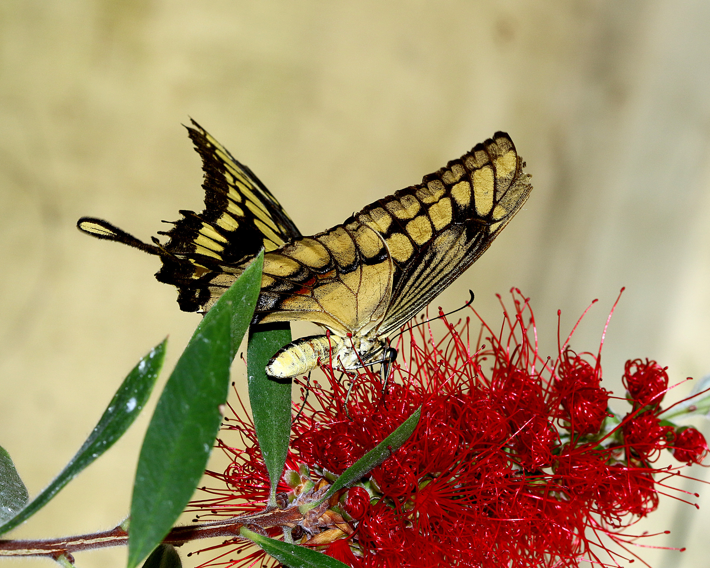 Swallowtail on red.