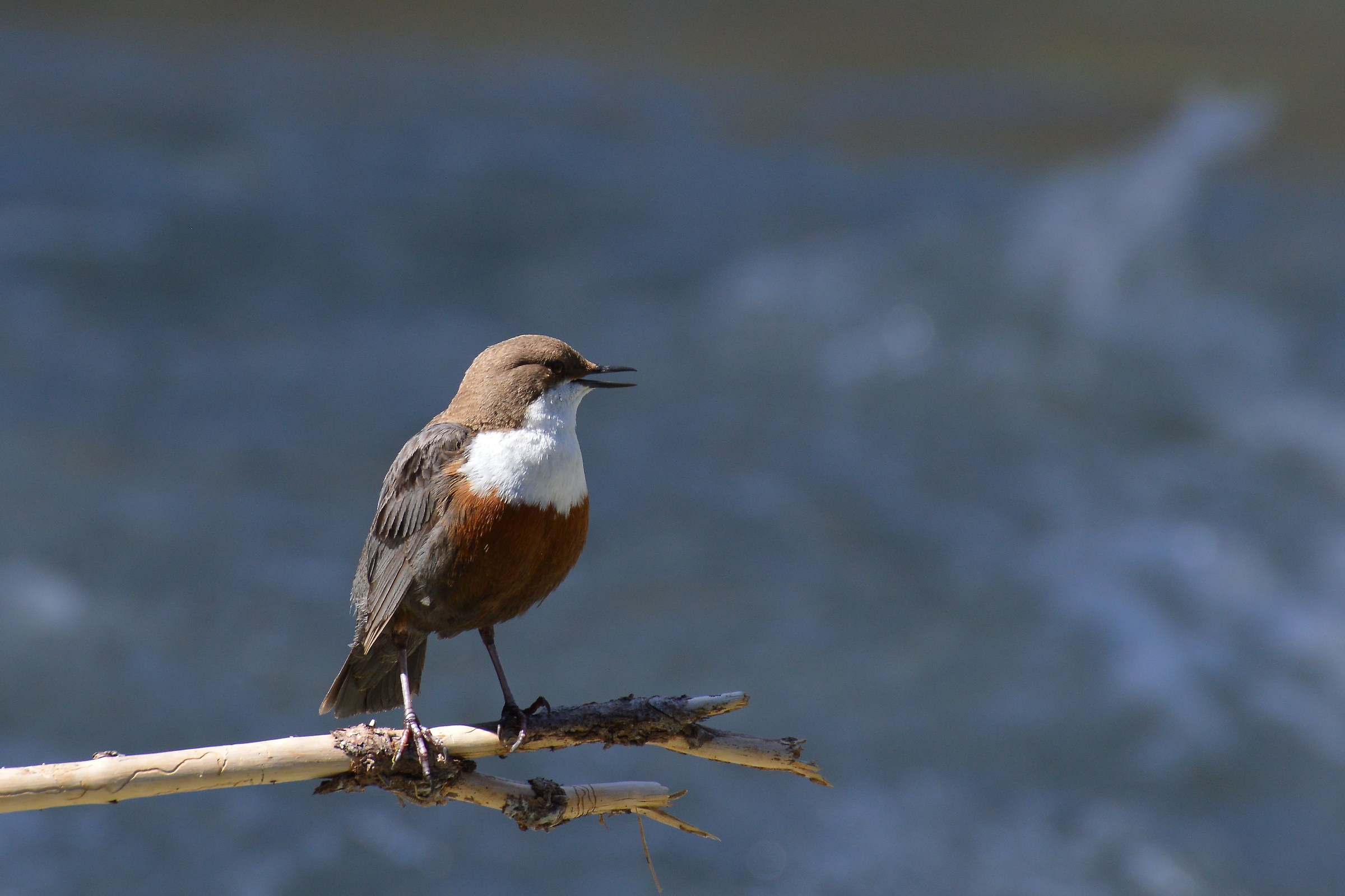 Dipper on branch
