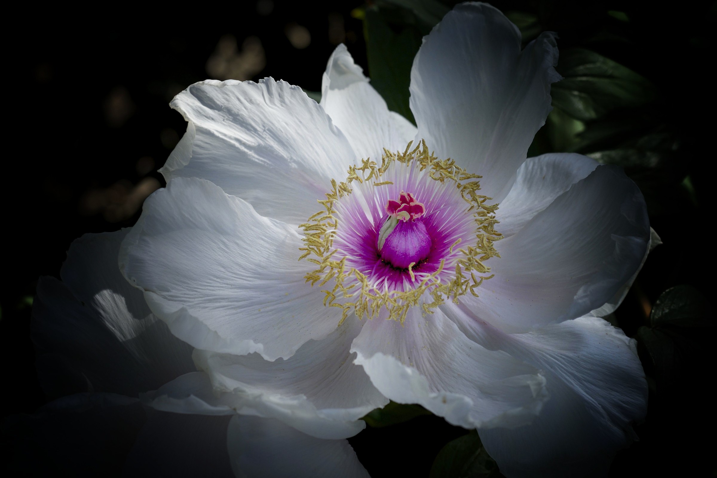 peony Rockii