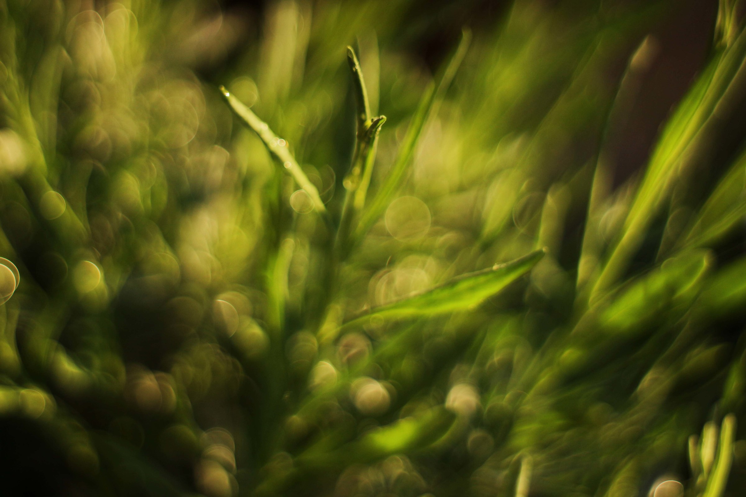 in the middle of the green