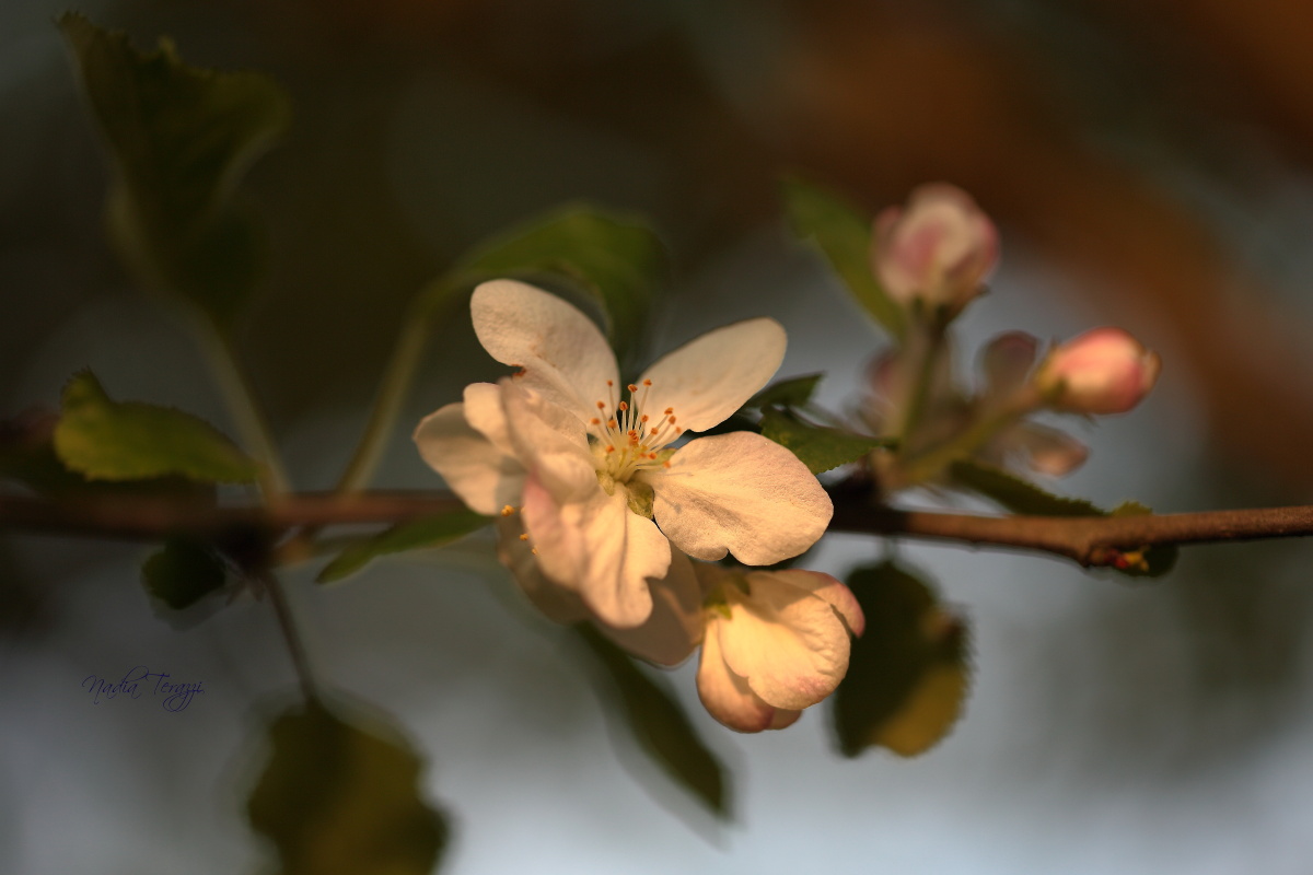 Wild cherry blossoms