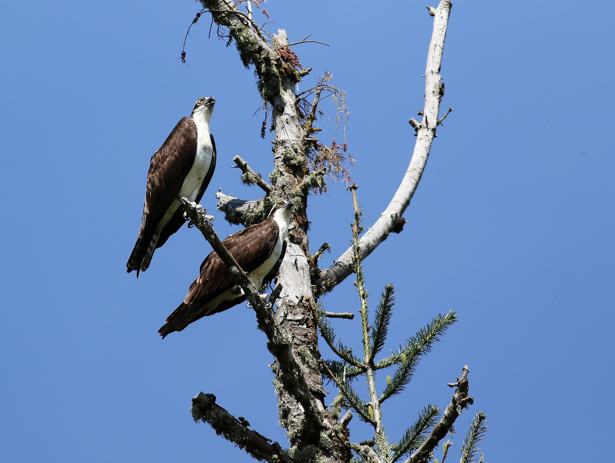 E 'un uccello, è un aereo, No, è ......