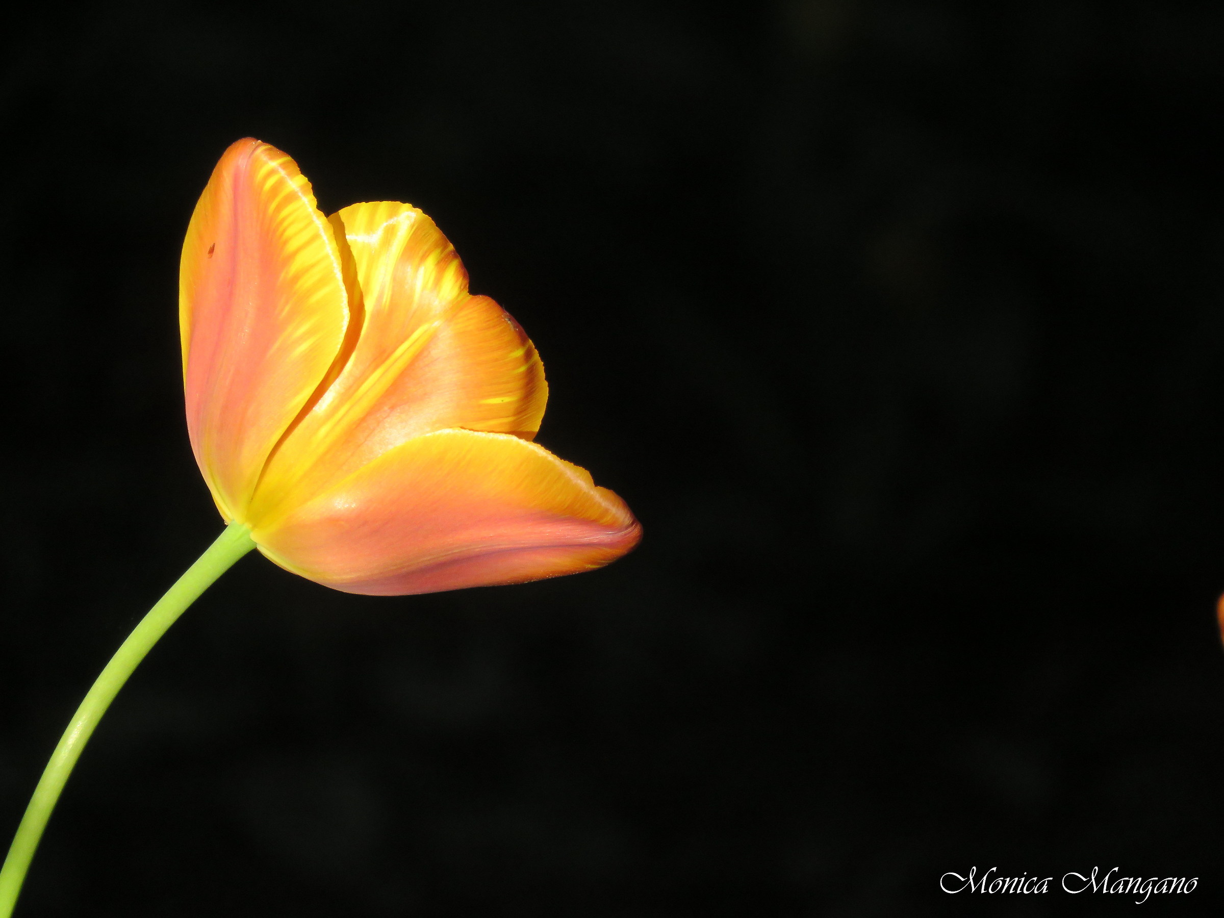 Tulipano - Chiaroscuro