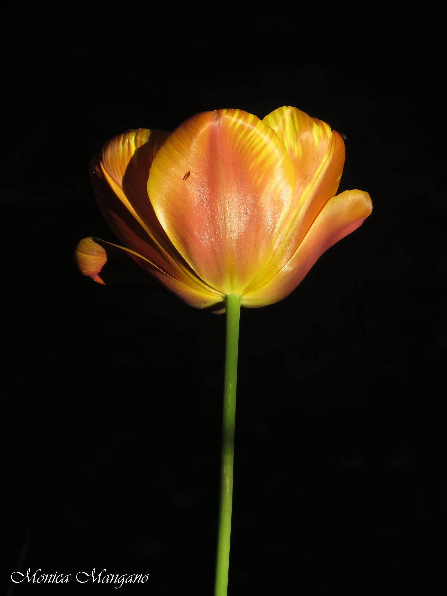 Tulipano - Chiaroscuro