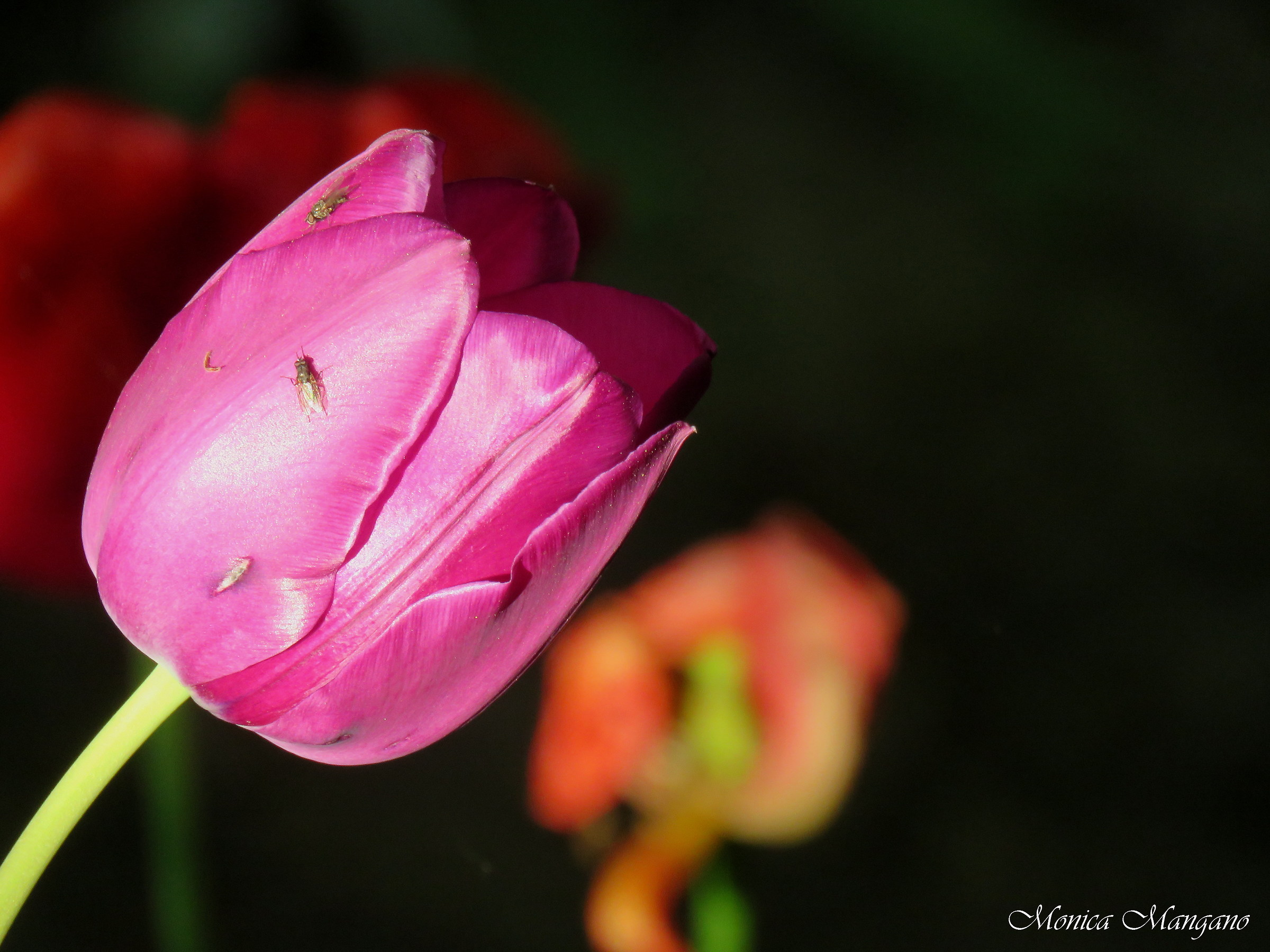 Tulipano - Chiaroscuro